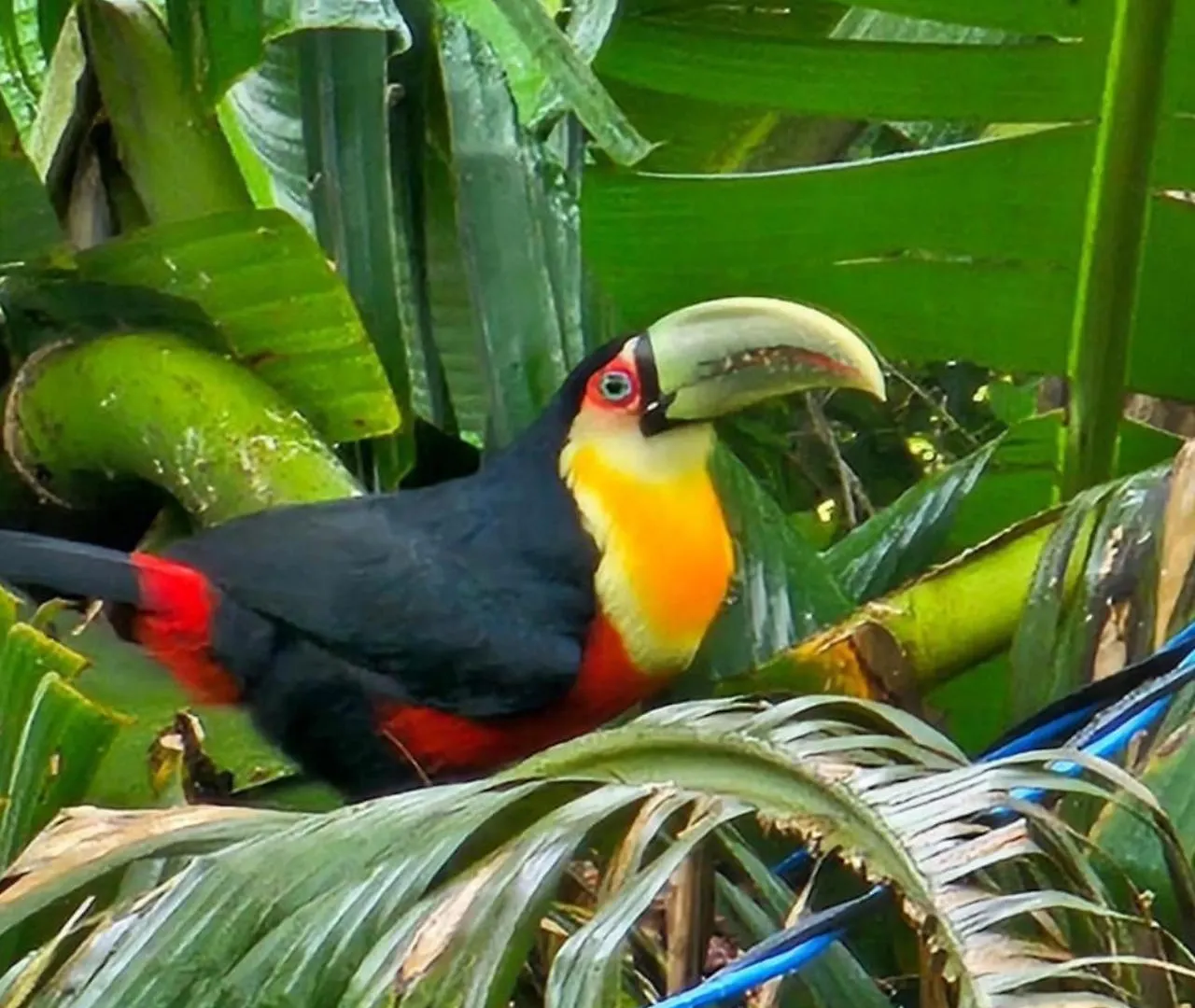 Chalet Cabana Com Cachoeira Privativa Imarui